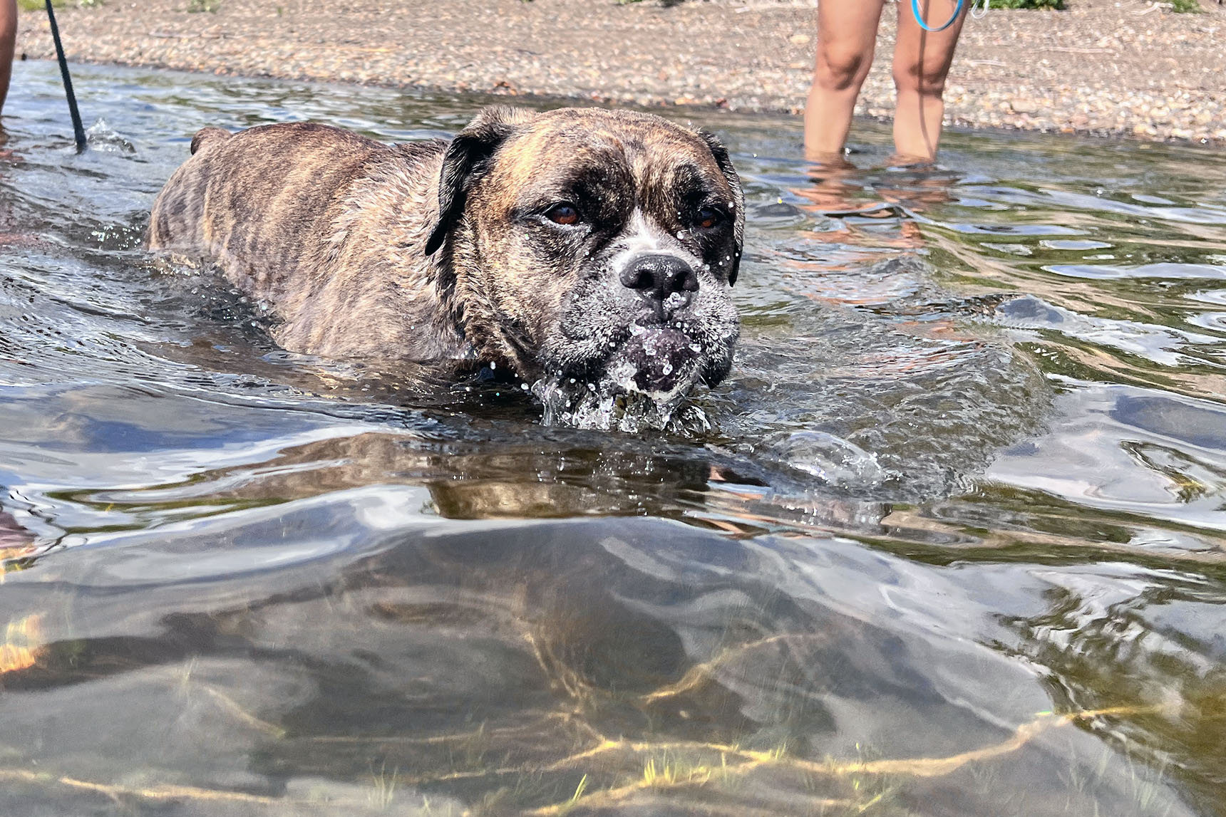 The bulldog catches some sun